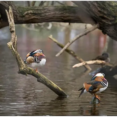 בית הארחה Albor Ii