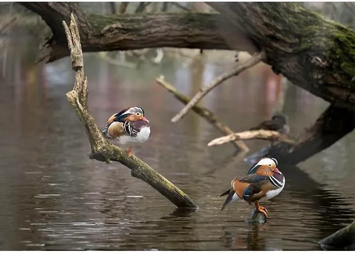 Vendégház Albor Ii